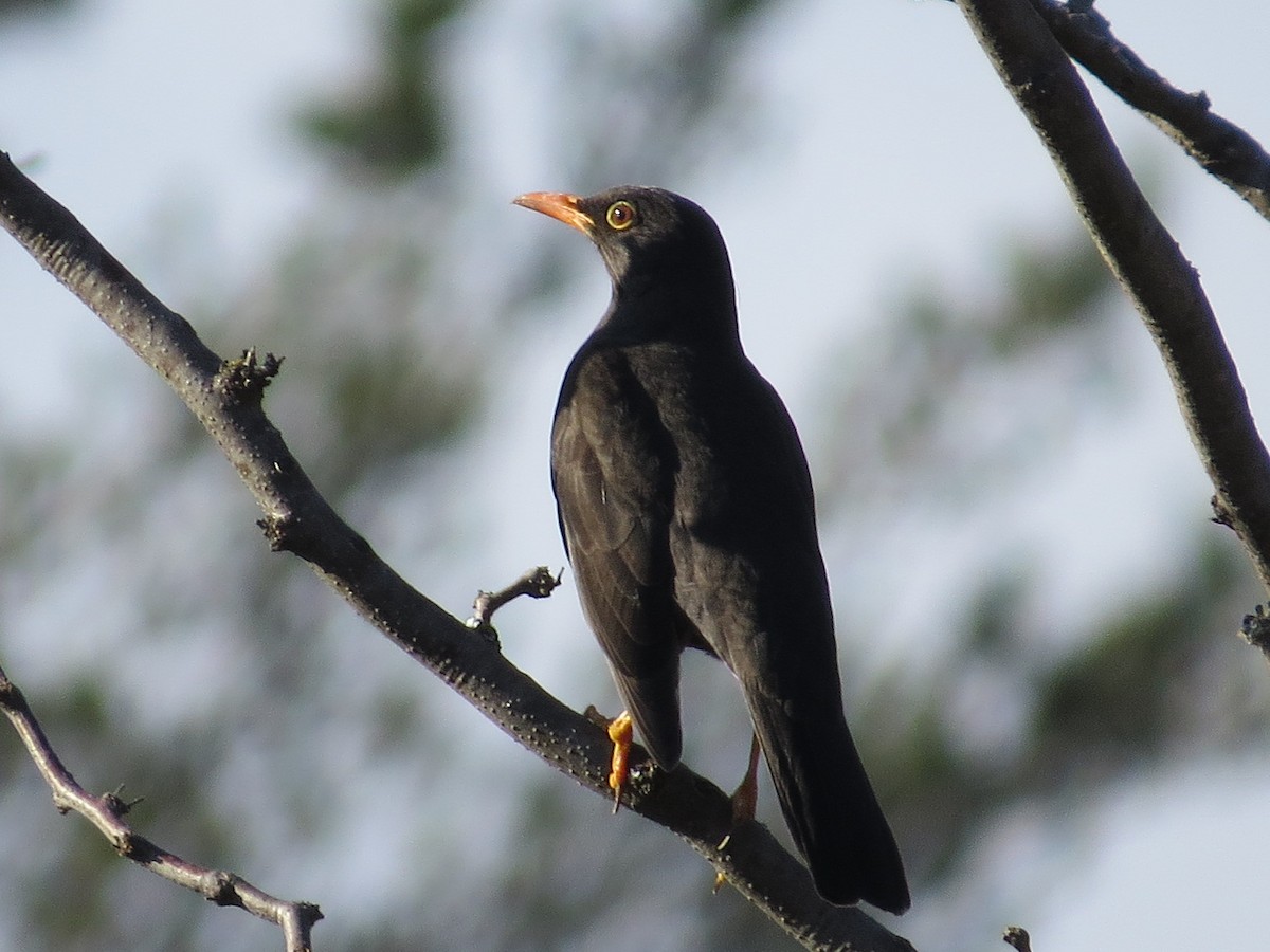 Chiguanco Thrush - ML638982212