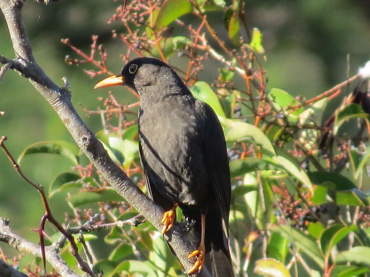 Chiguanco Thrush - ML638982213