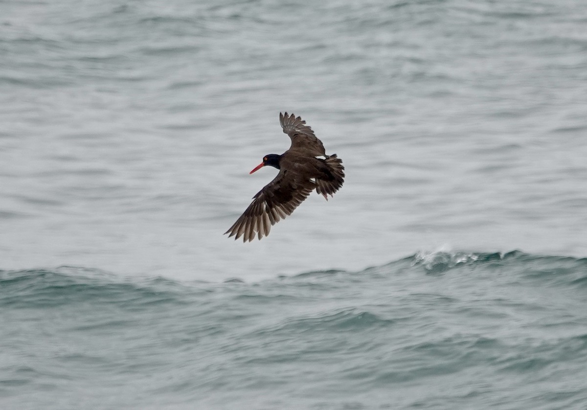 Black Oystercatcher - ML638982215