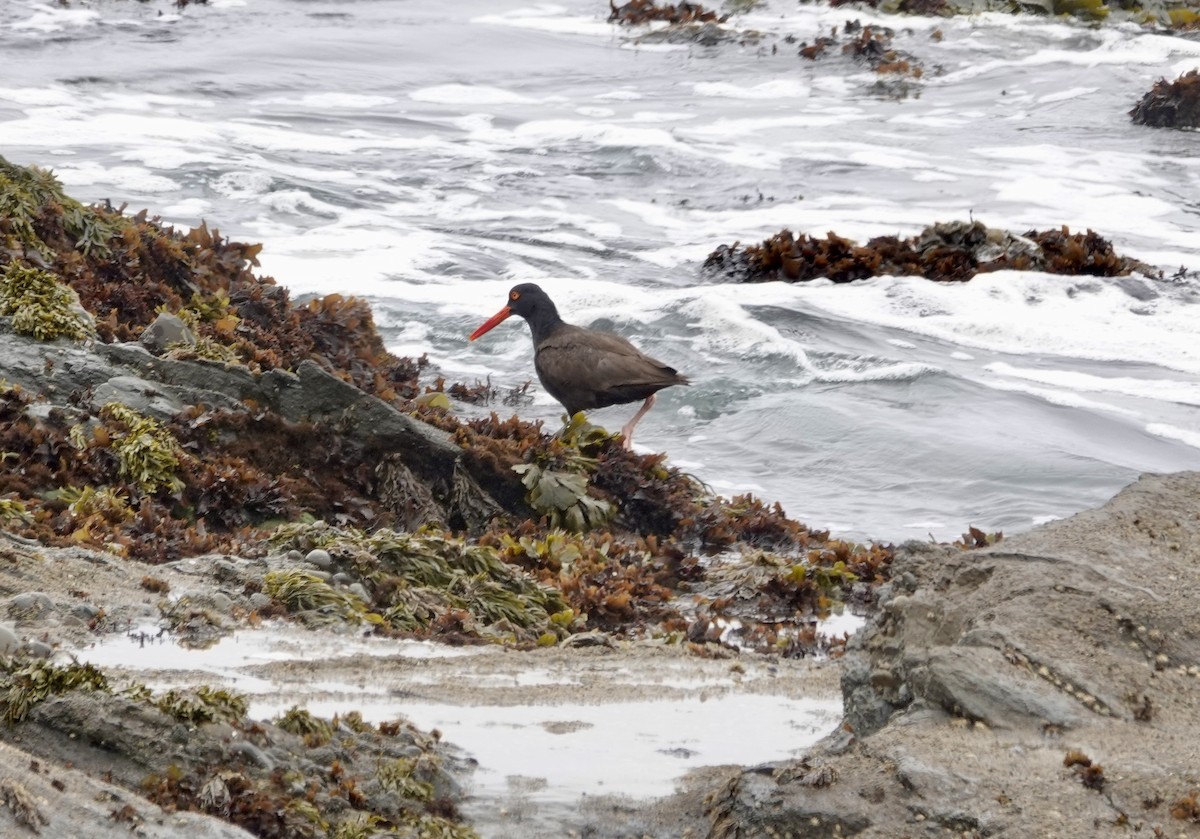 Black Oystercatcher - ML638982216