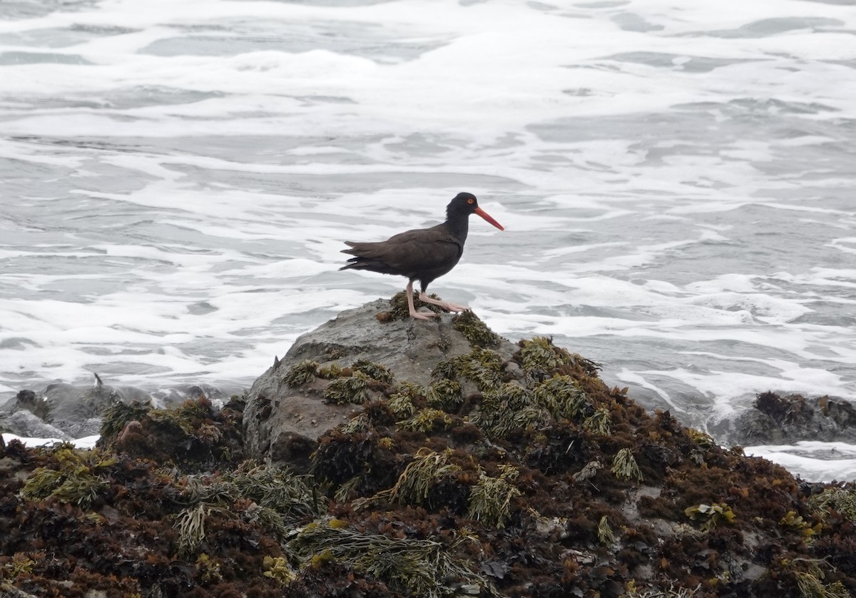 Black Oystercatcher - ML638982217
