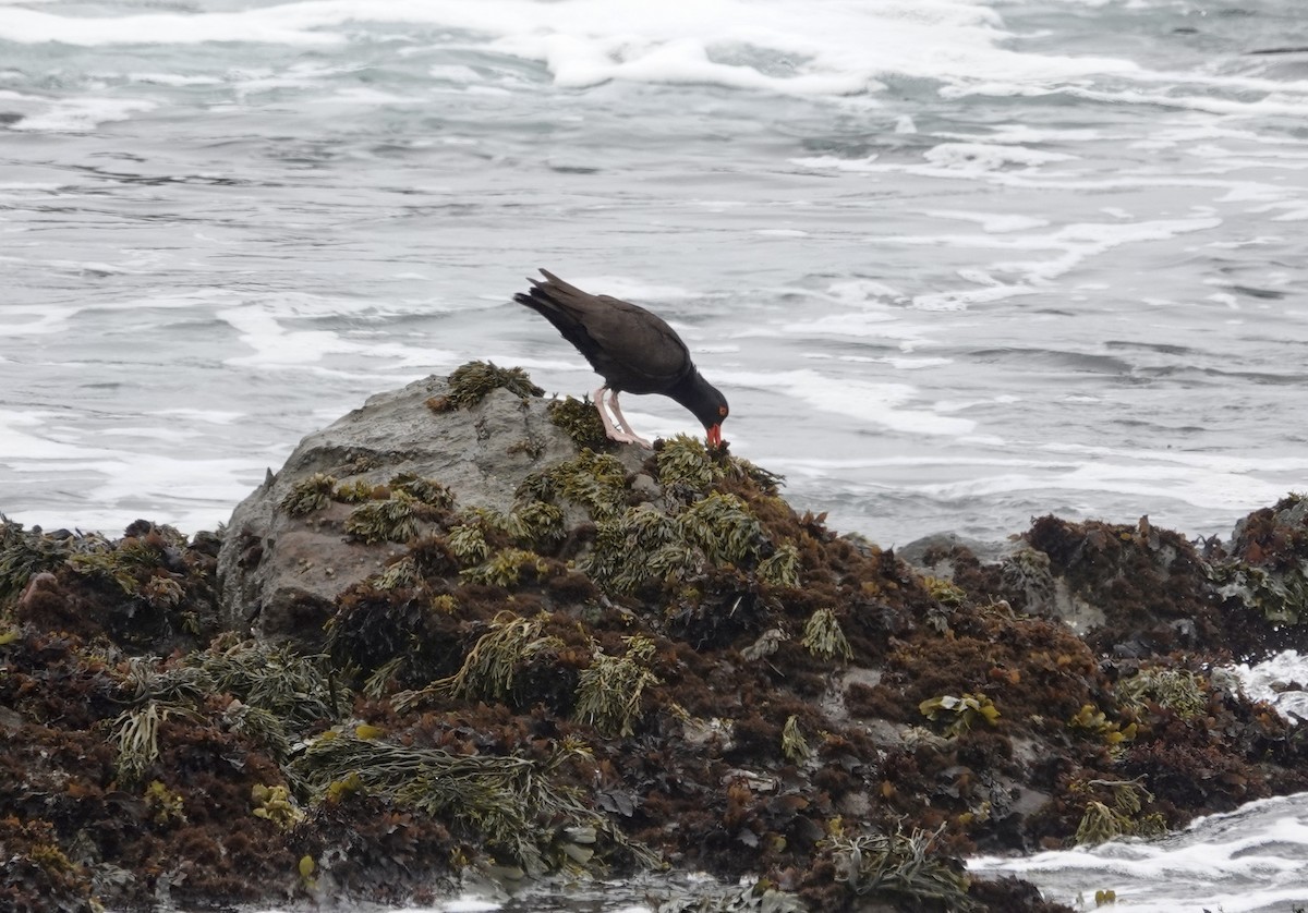 Black Oystercatcher - ML638982218