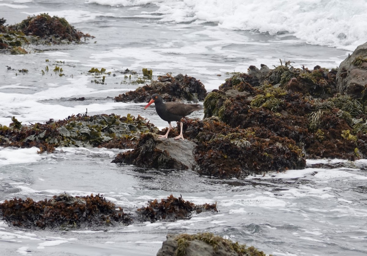 Black Oystercatcher - ML638982219