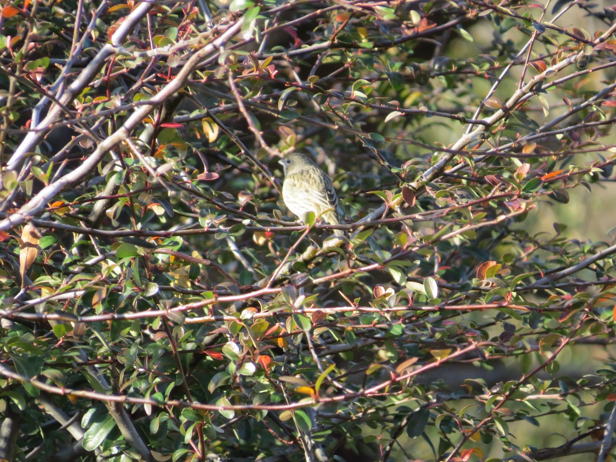 Saffron Finch - ML638982236