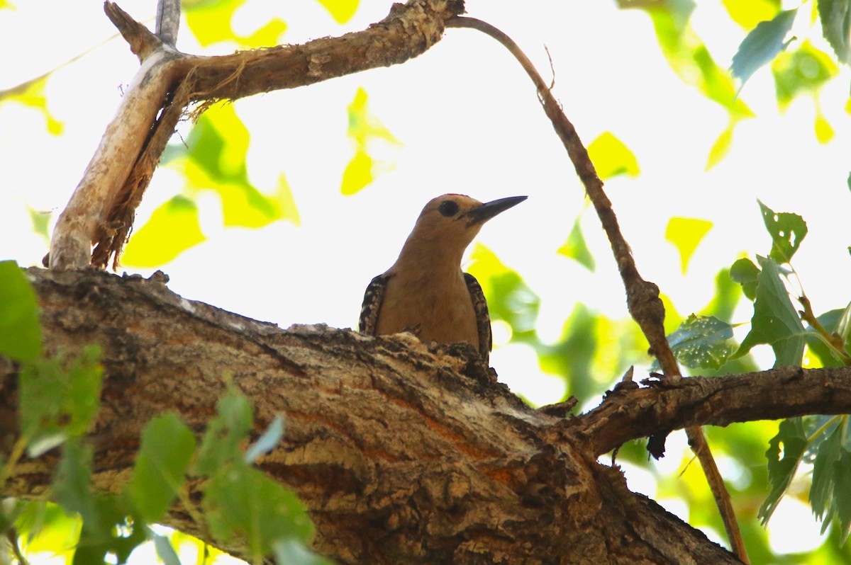 Gila Woodpecker - ML638982252