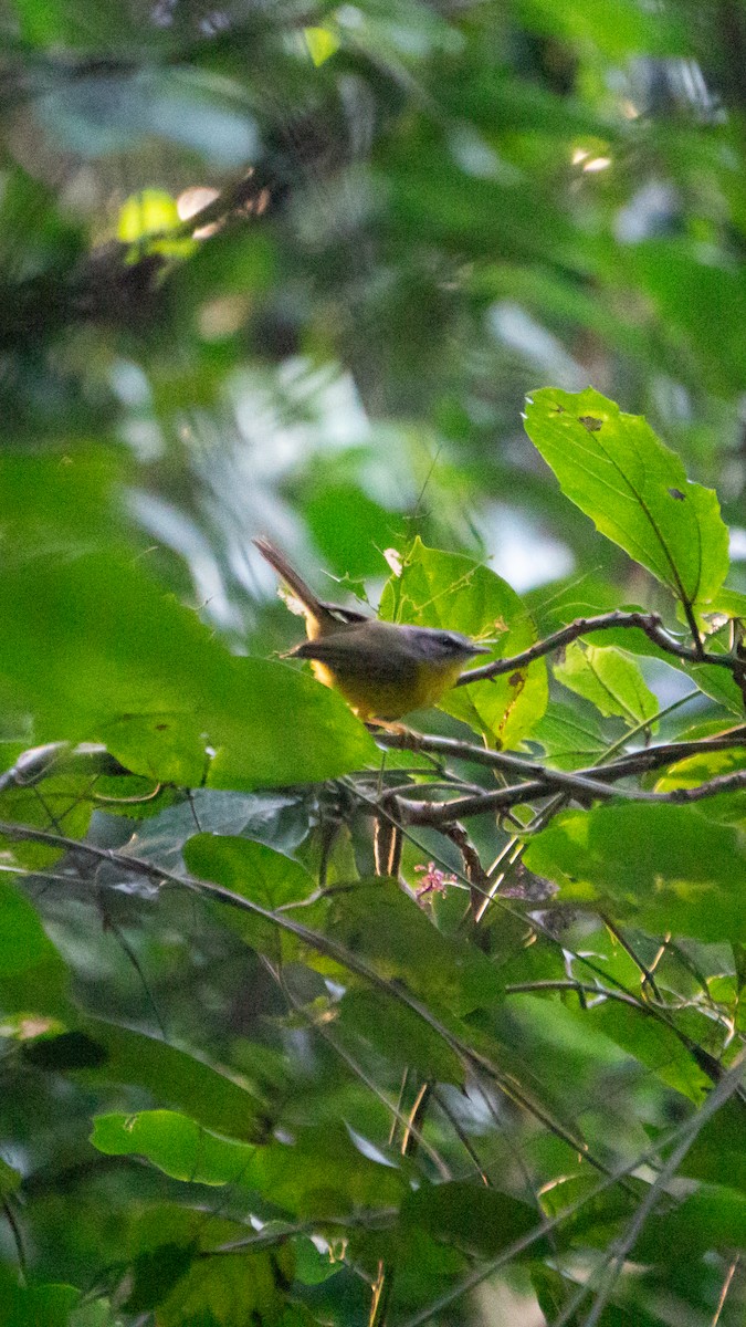 Golden-crowned Warbler - ML638982264