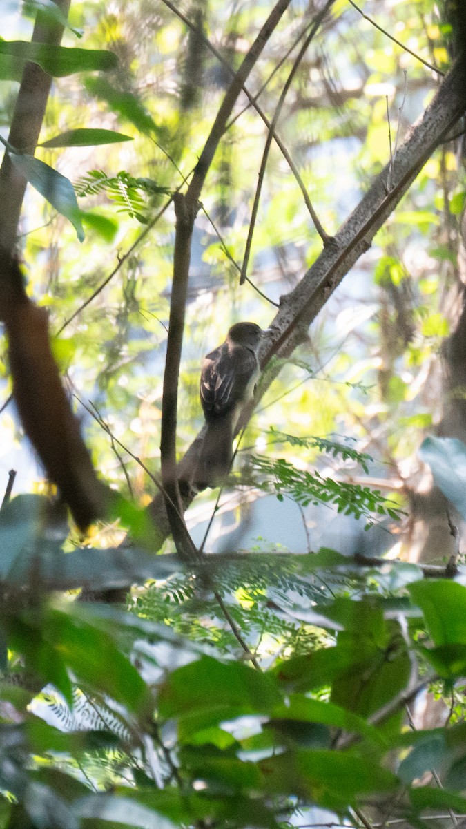 Short-crested Flycatcher - ML638982271