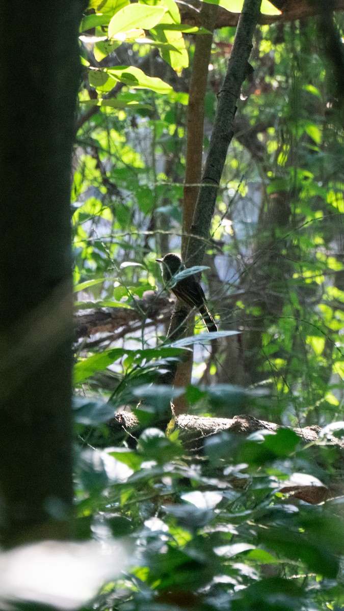 Short-crested Flycatcher - ML638982272