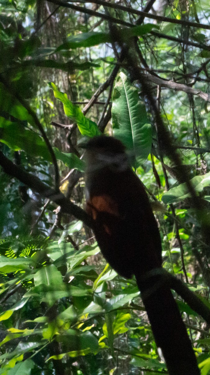 Common Squirrel-Cuckoo - ML638982278