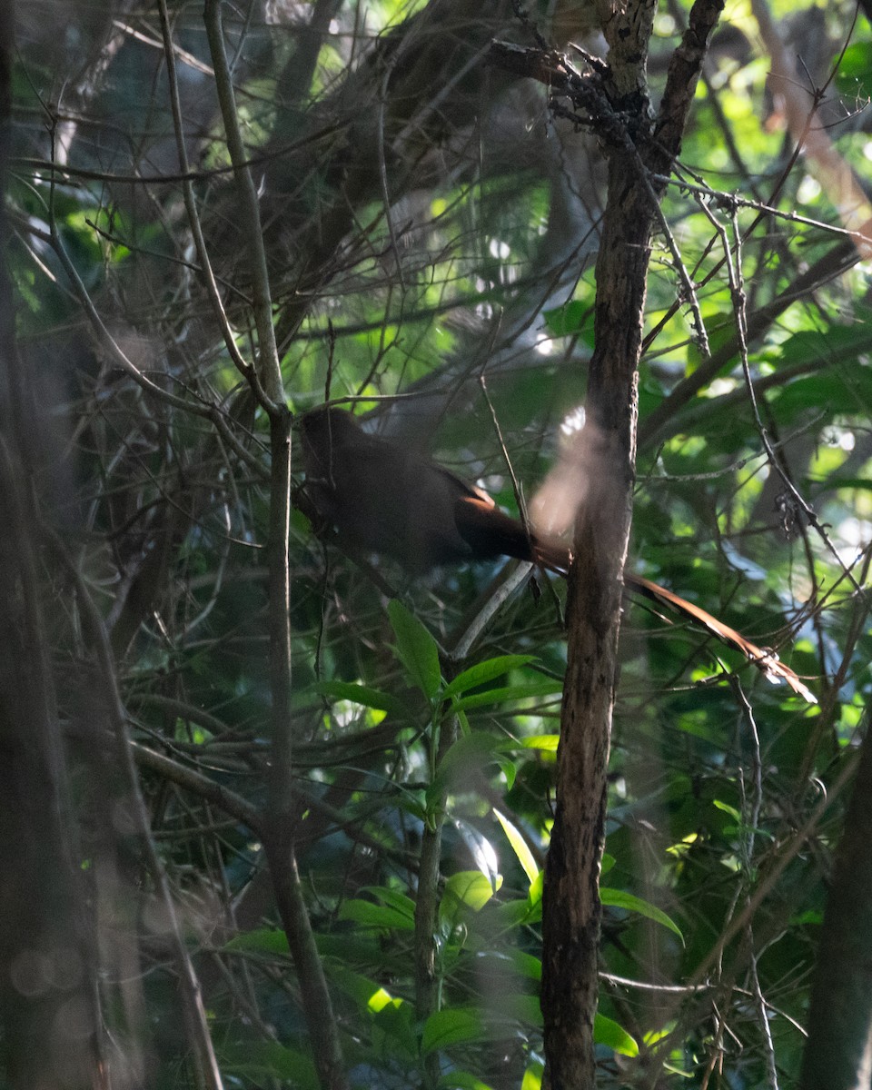 Common Squirrel-Cuckoo - ML638982279
