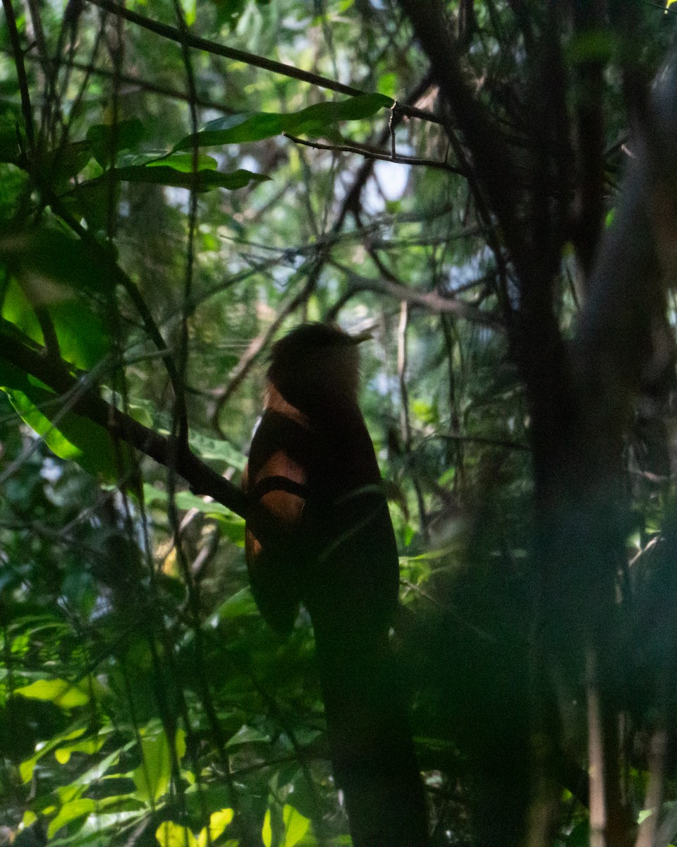 Common Squirrel-Cuckoo - ML638982280