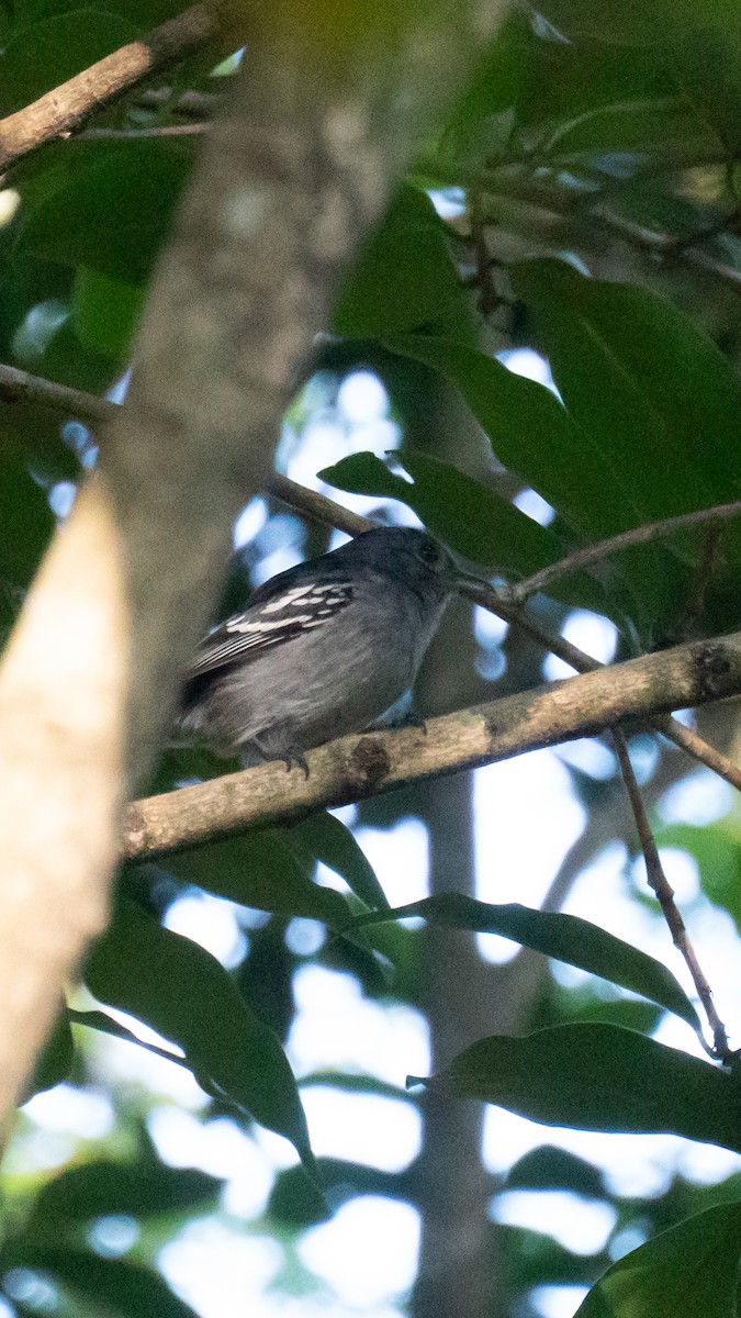 Sooretama Slaty-Antshrike - ML638982302