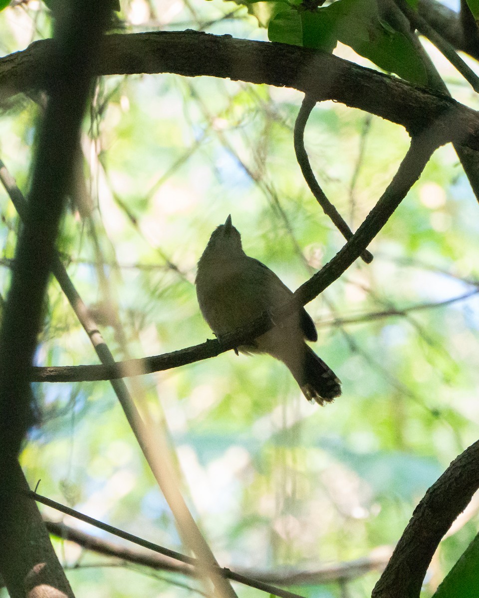 Sooretama Slaty-Antshrike - ML638982304