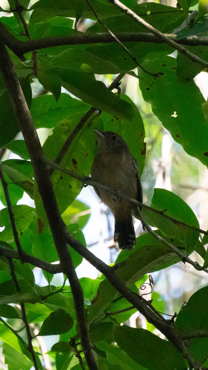 Sooretama Slaty-Antshrike - ML638982305