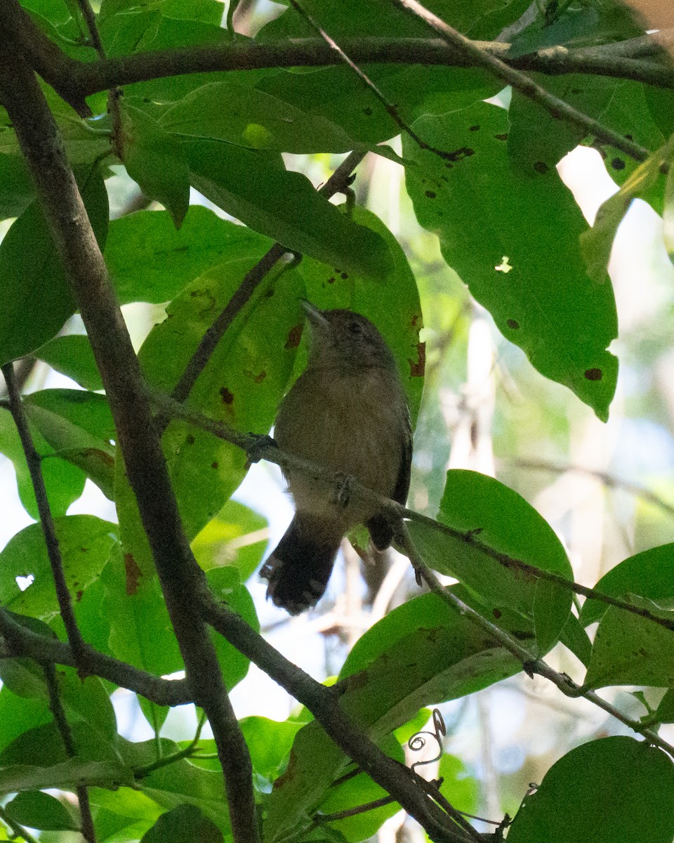 Sooretama Slaty-Antshrike - ML638982307
