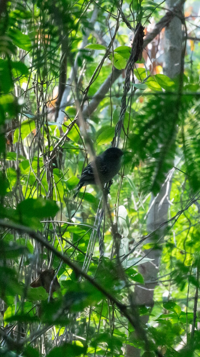 Sooretama Slaty-Antshrike - ML638982310