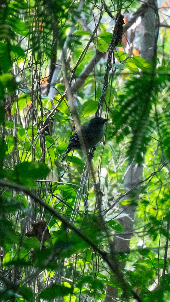 Sooretama Slaty-Antshrike - ML638982311