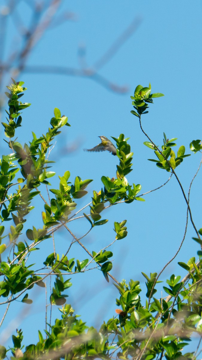 Bananaquit - ML638982330