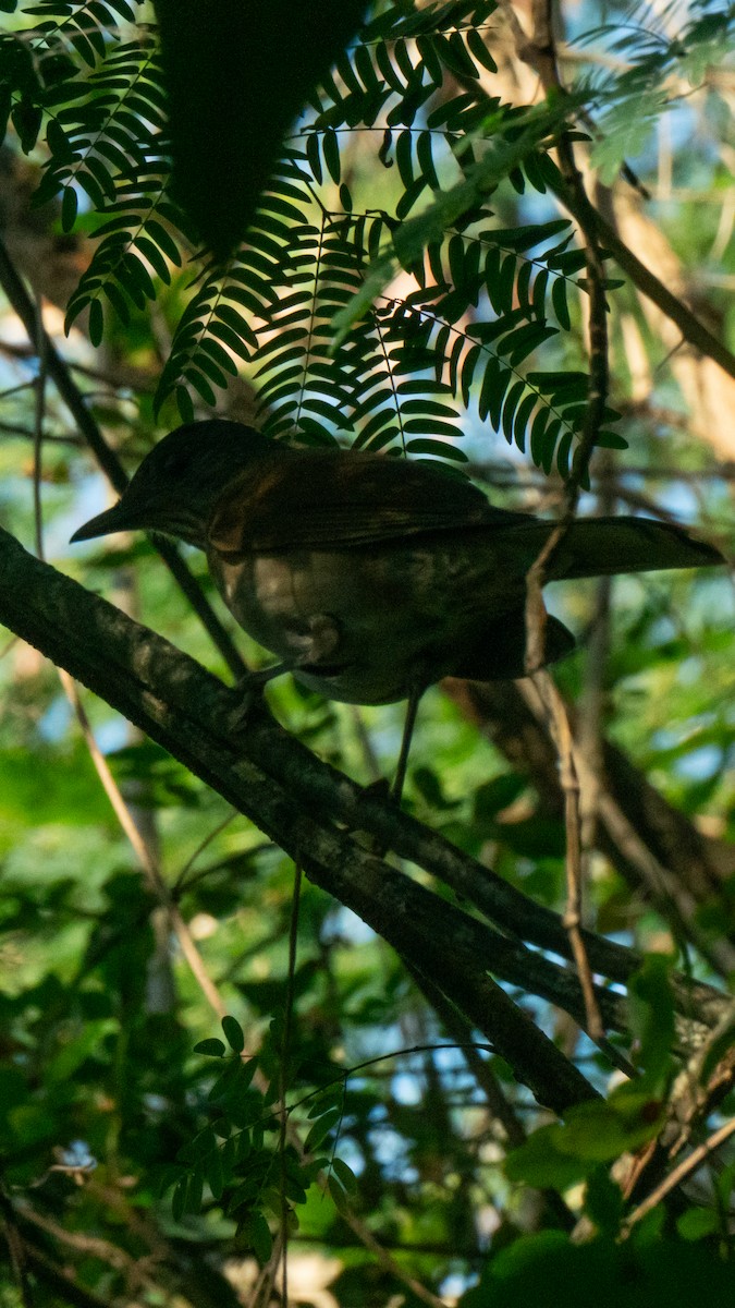 Pale-breasted Thrush - ML638982332