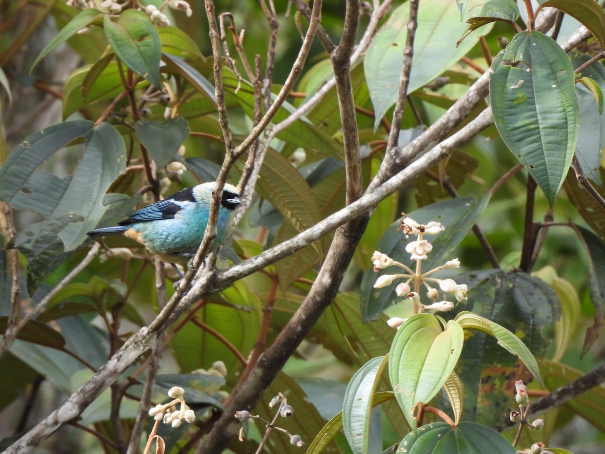 Metallic-green Tanager - ML638982369