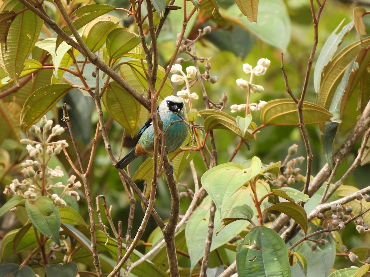 Metallic-green Tanager - ML638982370