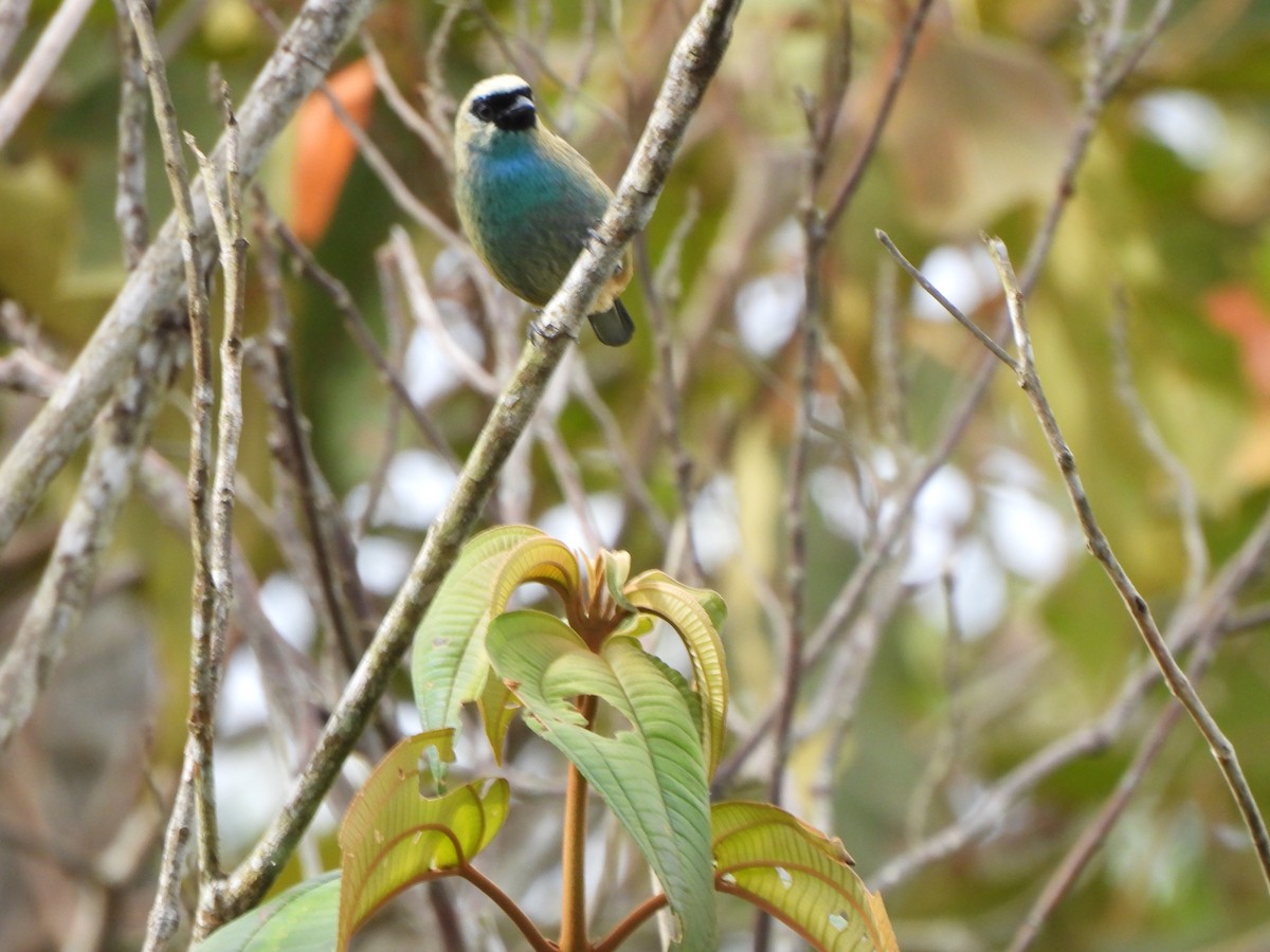 Metallic-green Tanager - ML638982371