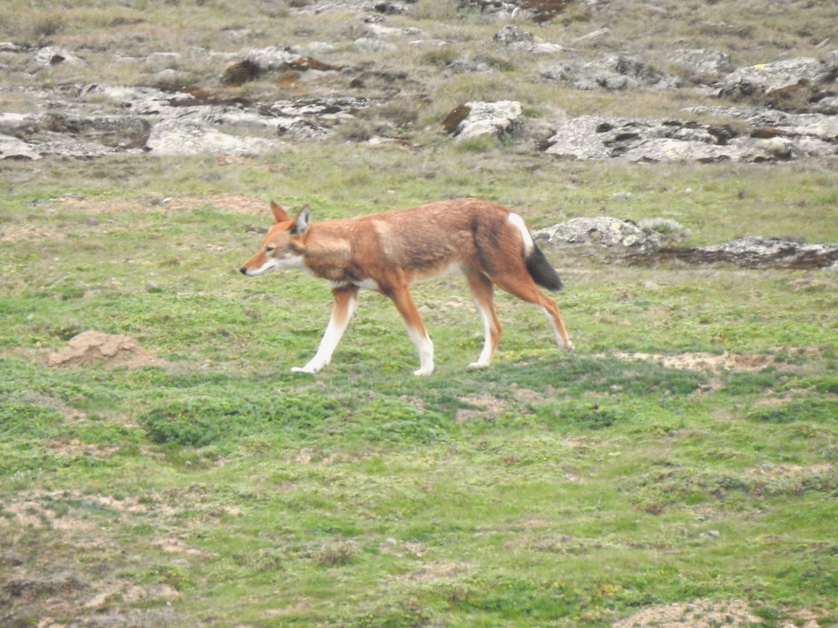 Mammals - ML638982372