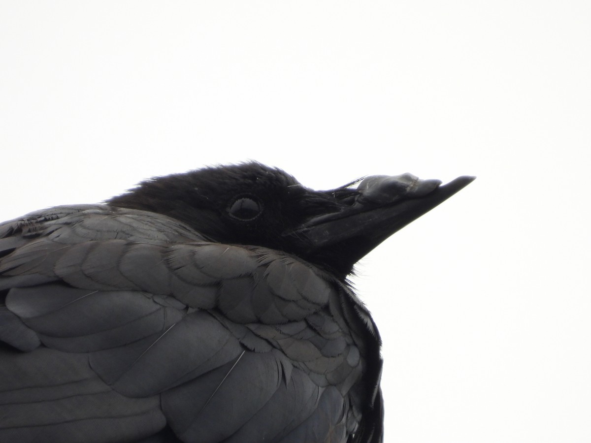 American Crow - ML638982377