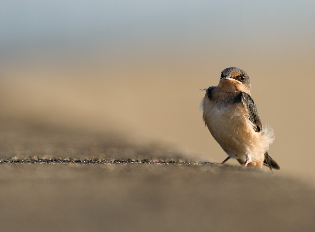 Асрын хараацай - ML638982417