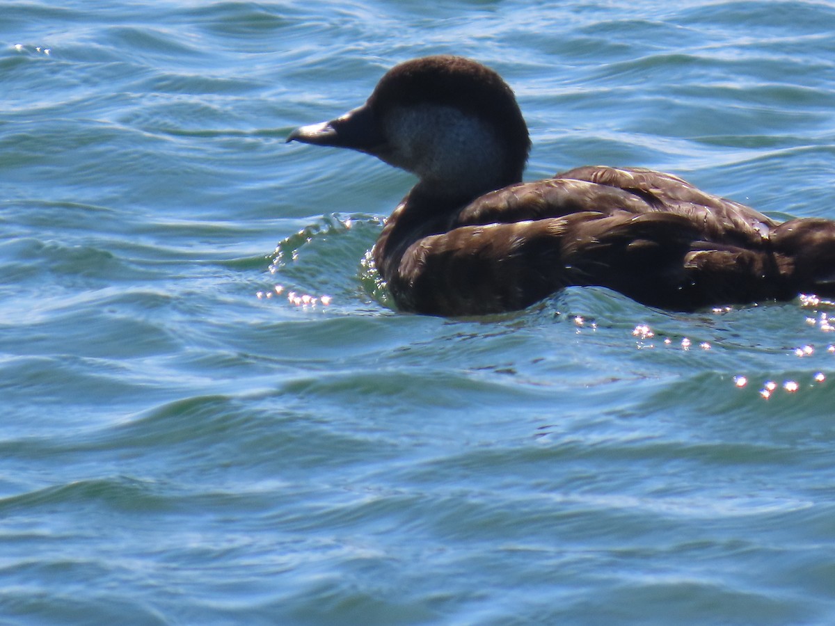 Black Scoter - ML638982451