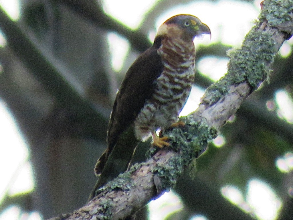 hákozobec neotropický - ML638982478