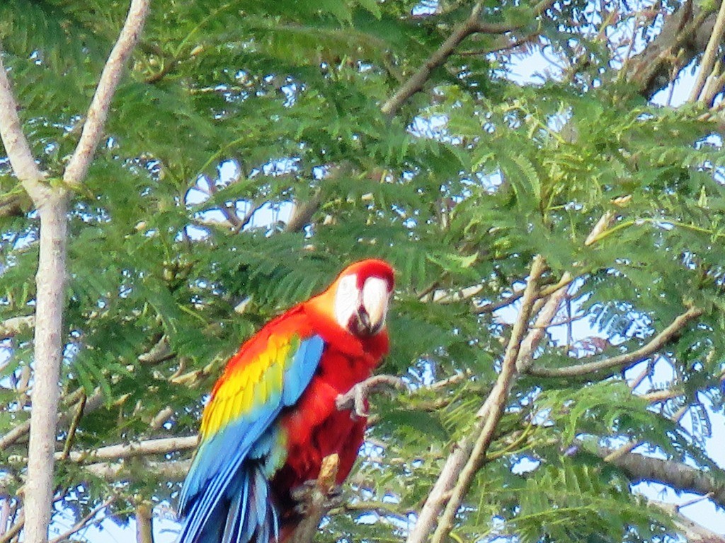 Scarlet Macaw - ML638982487