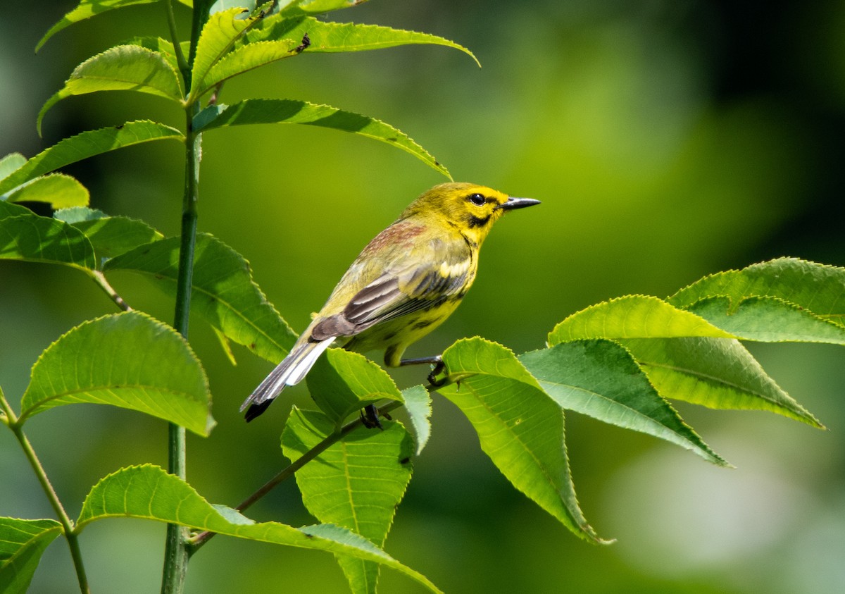 Prairie Warbler - ML638982499