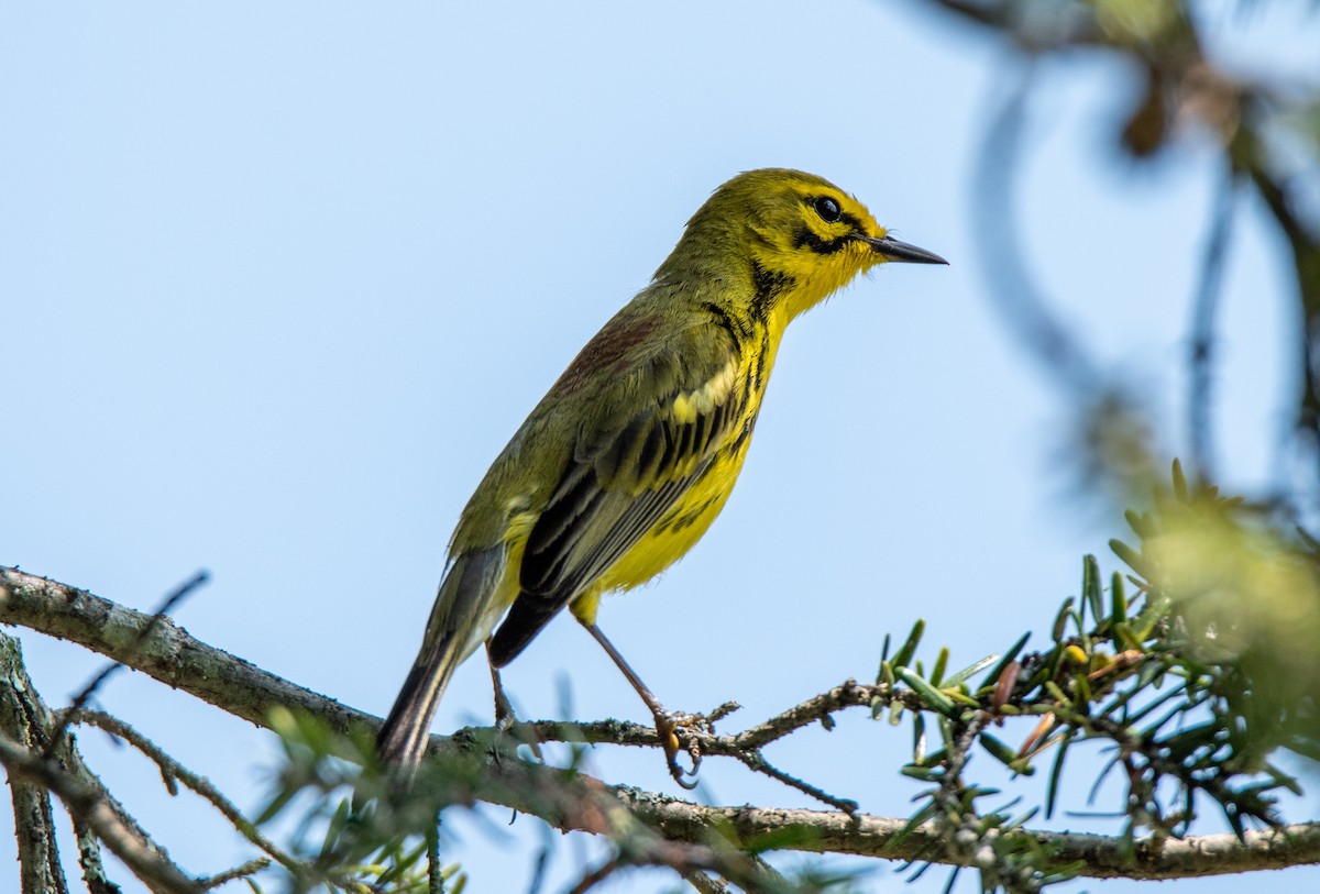 Prairie Warbler - ML638982500