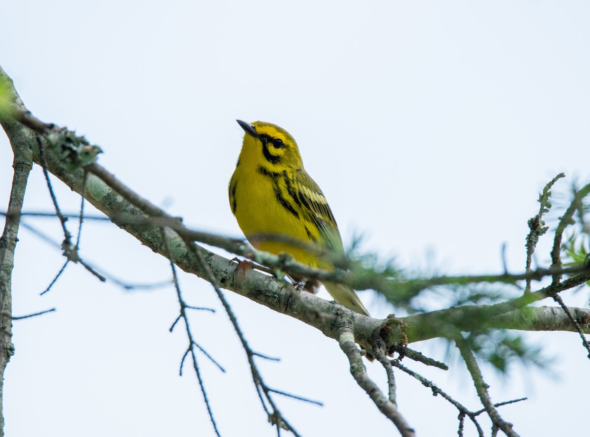 Prairie Warbler - ML638982501