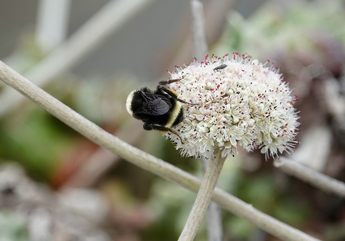 Insects - ML638982503