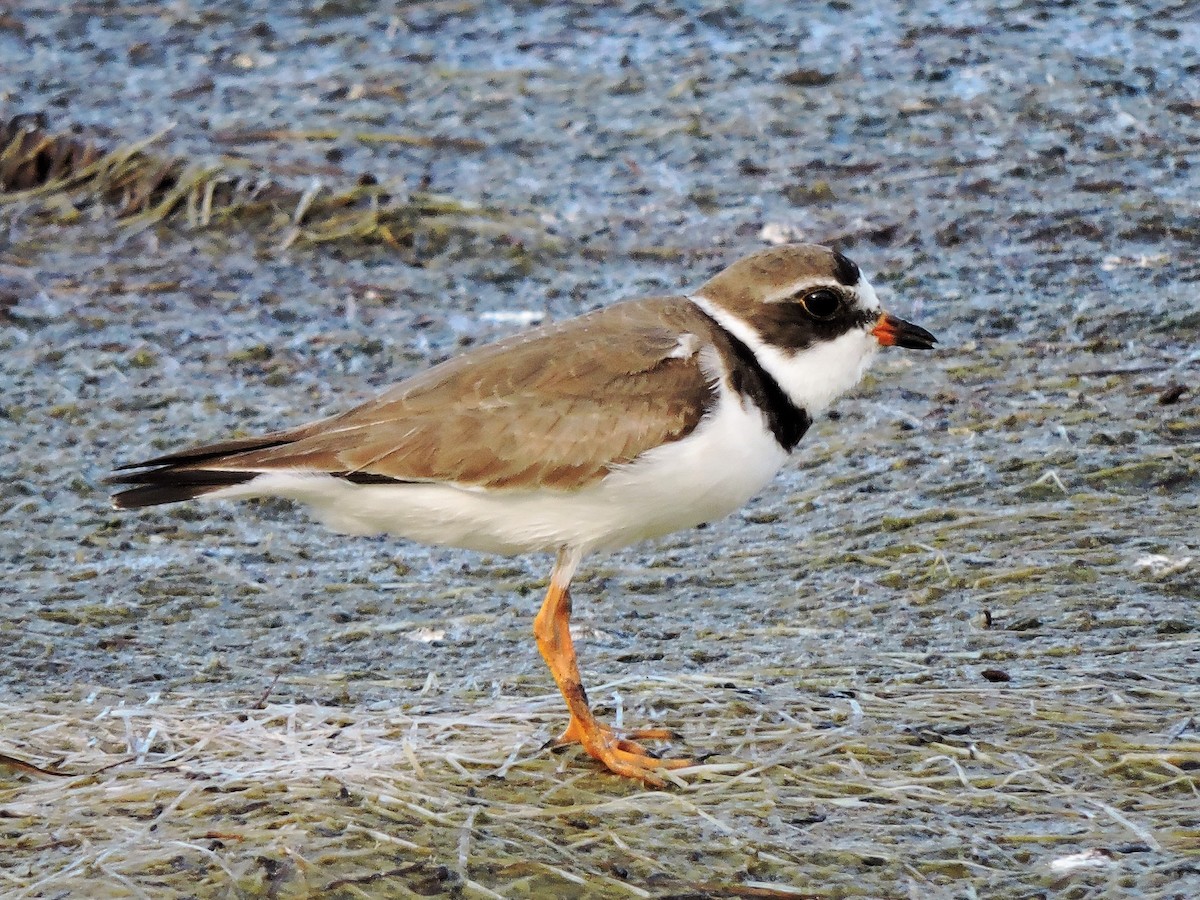 Semipalmated Plover - ML63898251
