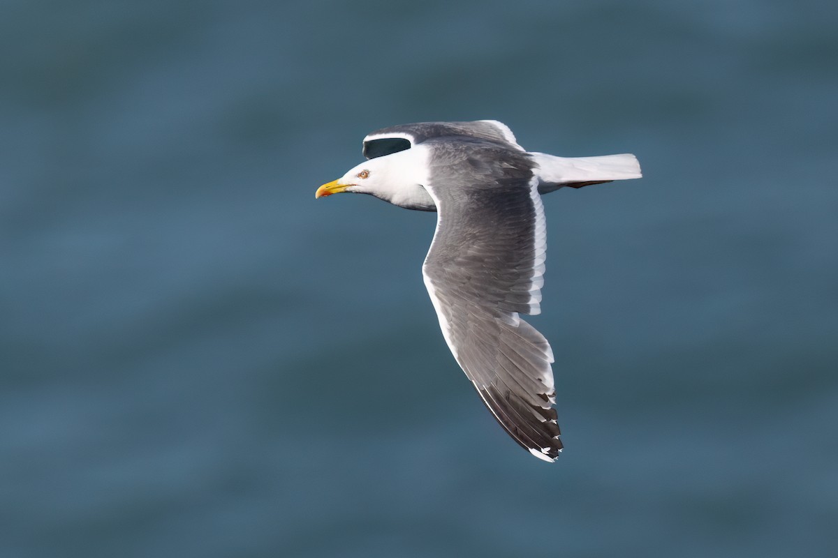 Lesser Black-backed Gull (graellsii) - ML638982573