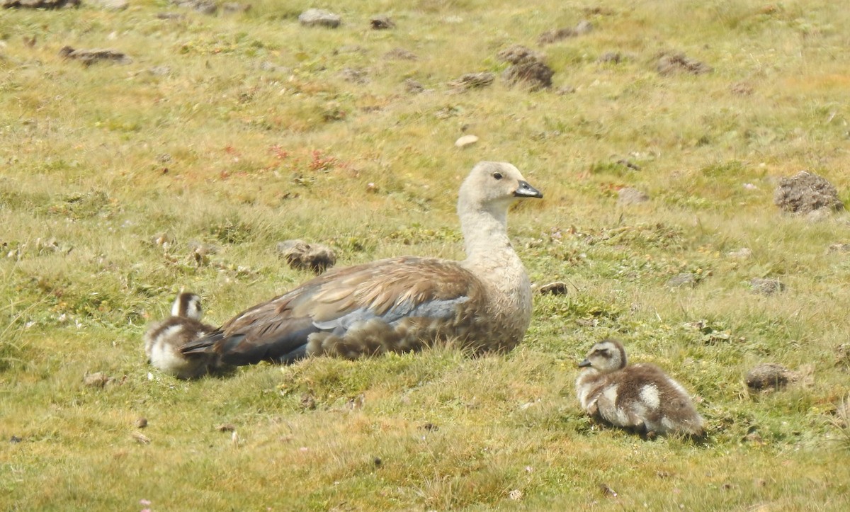 Blue-winged Goose - ML638982612