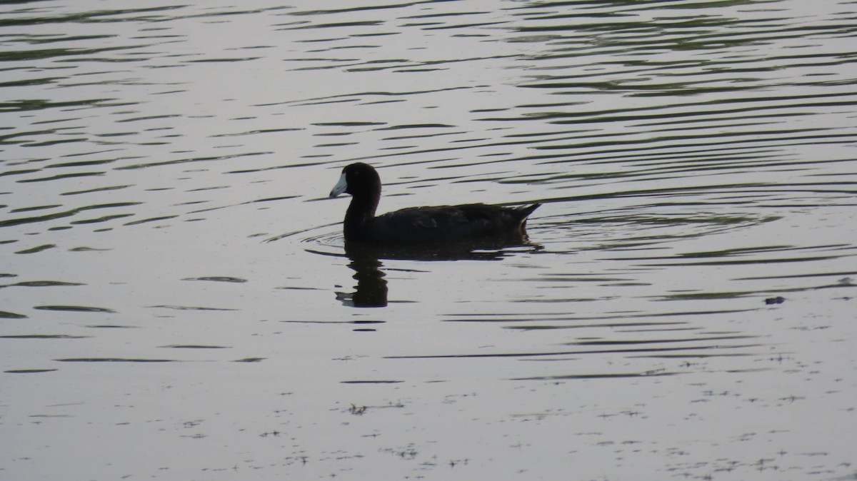 American Coot - ML638982628