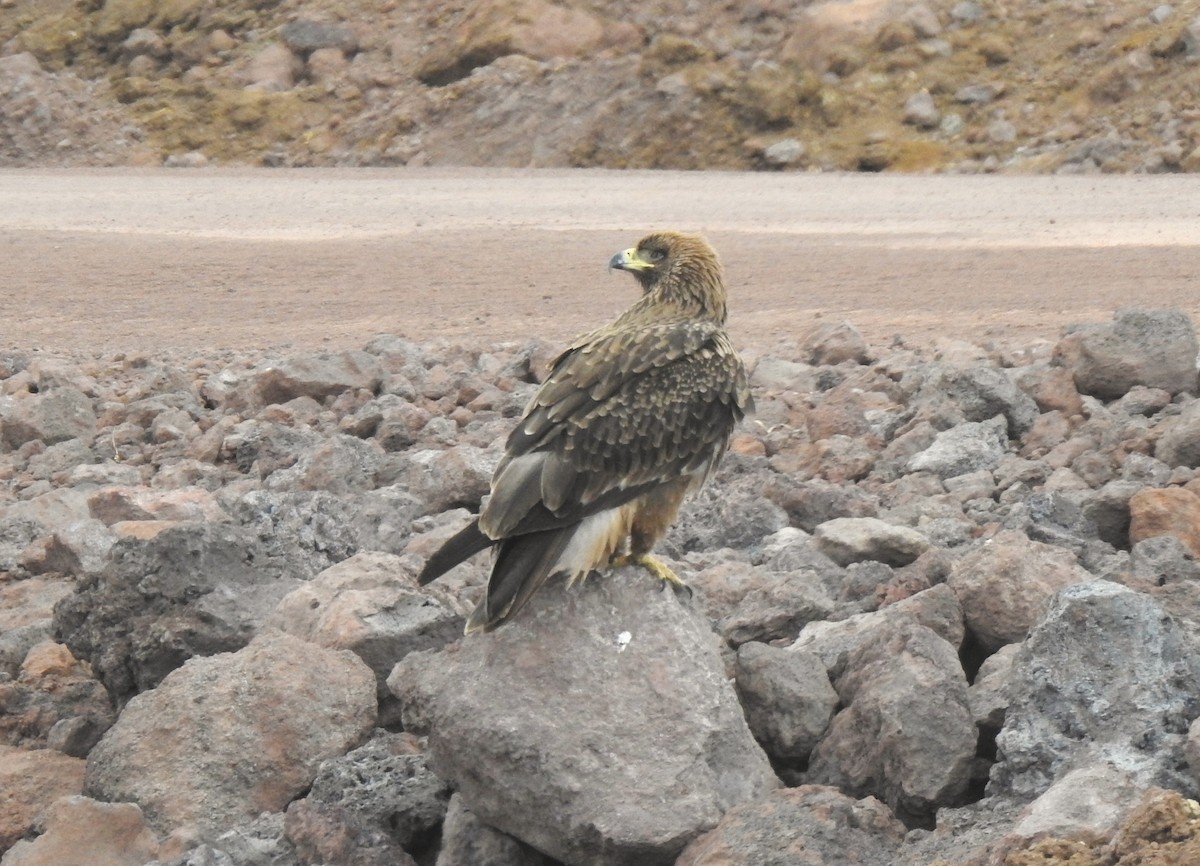 Tawny Eagle - ML638982629
