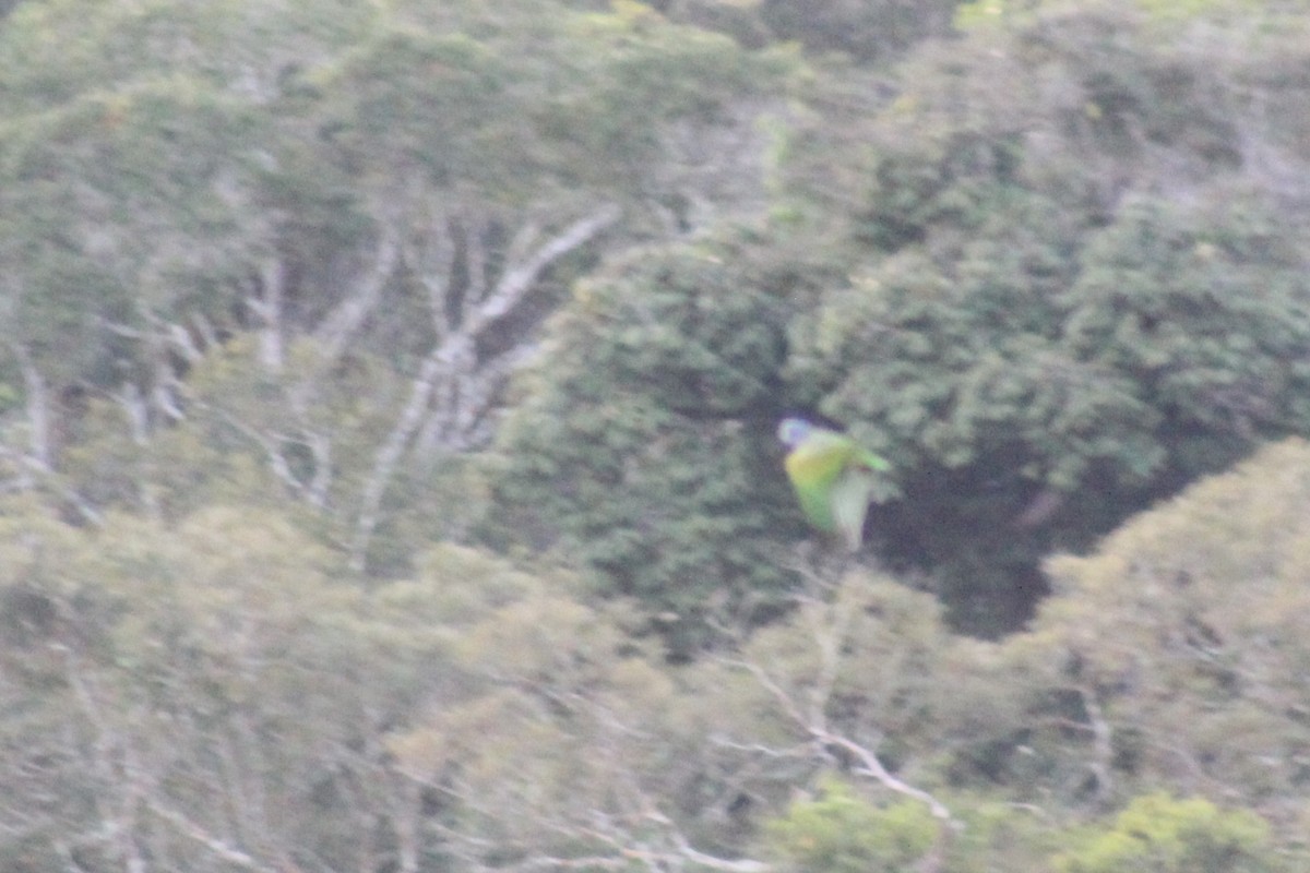 Blue-headed Parrot - ML638982644