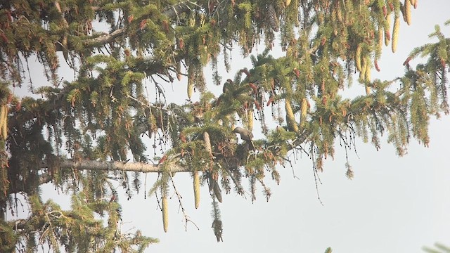 Western Kingbird - ML638982661