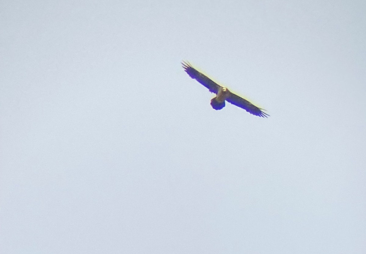 Gypaète barbu - ML638982698