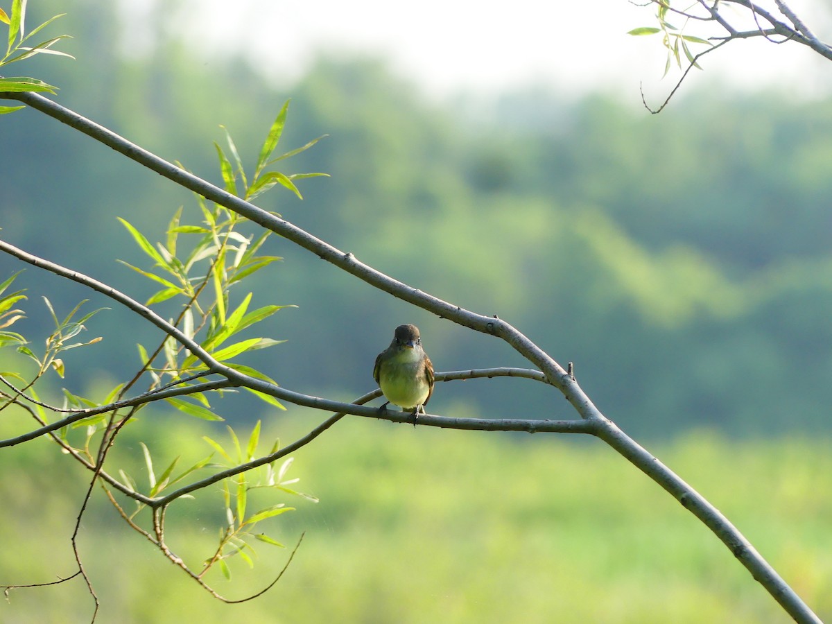Willow Flycatcher - ML638982704