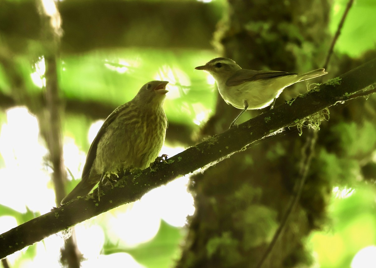Warbling Vireo - ML638982709