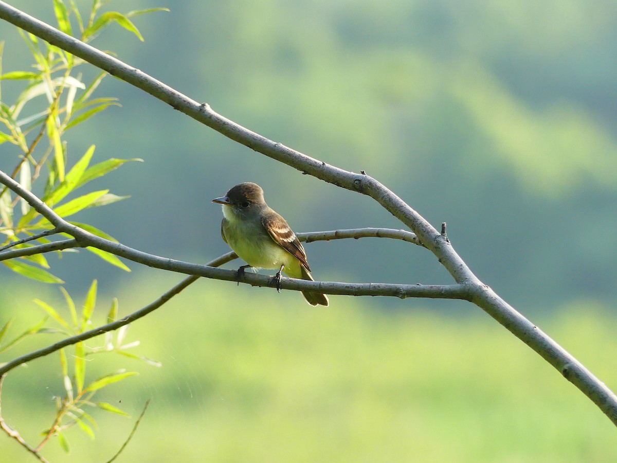Willow Flycatcher - ML638982710
