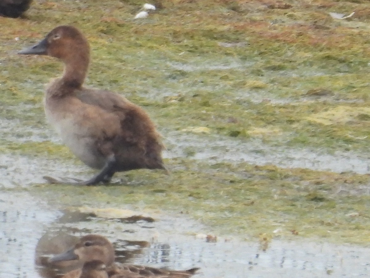 Canvasback - ML638982744