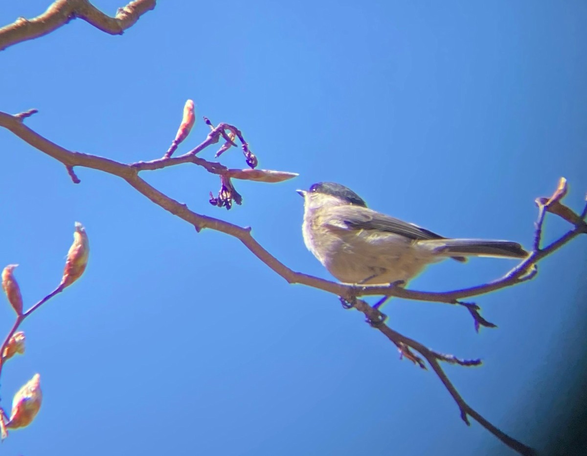 Marsh Tit - ML638982747