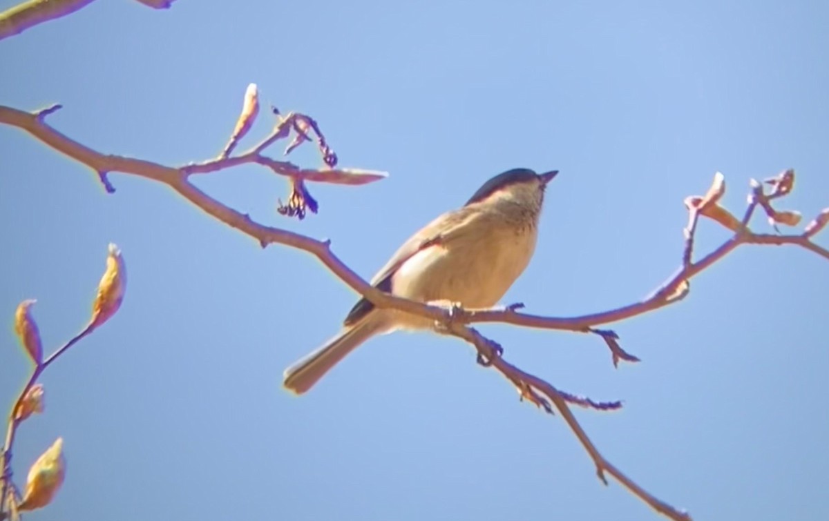 Marsh Tit - ML638982748
